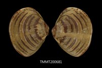 藏品(虎斑文蛤)的圖片